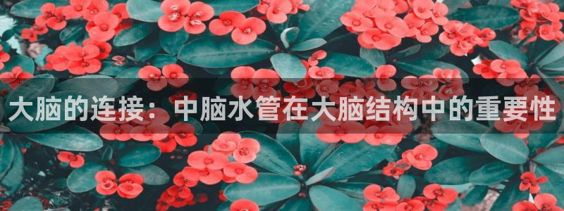 腾众娱乐是什么
