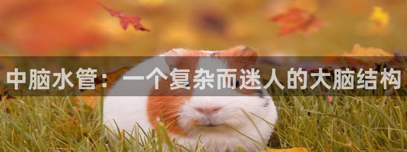 众腾娱乐APP下载